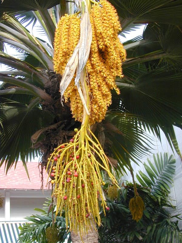 University of Hawaii at Hilo