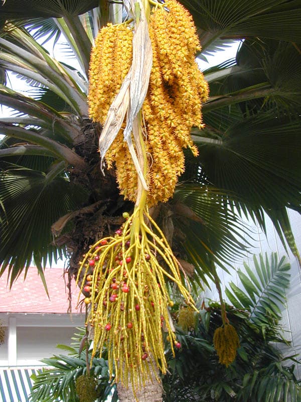 University of Hawaii at Hilo